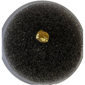 Natural Alaskan Gold Nugget Raw Hand Picked .330 grams Specimen Collectible